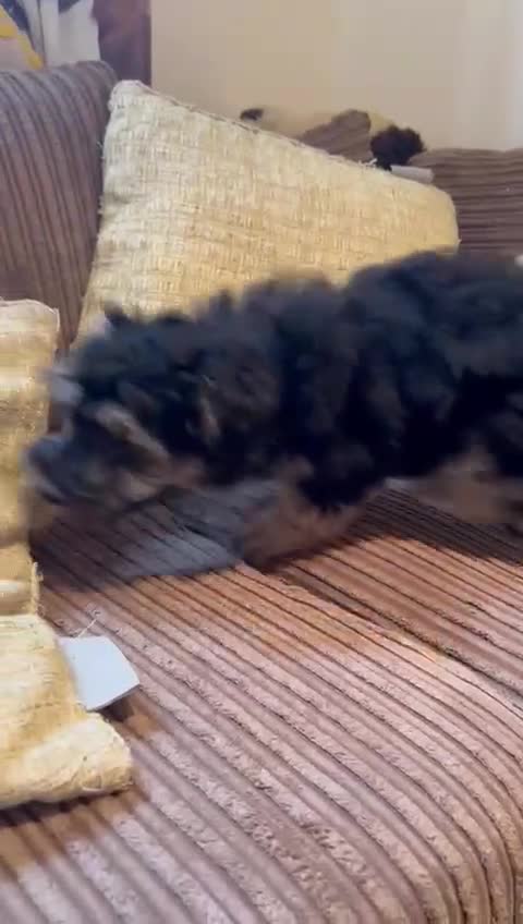 Maltipoo dogs for sale: Fully dna tested Maltipoos  - Video 5