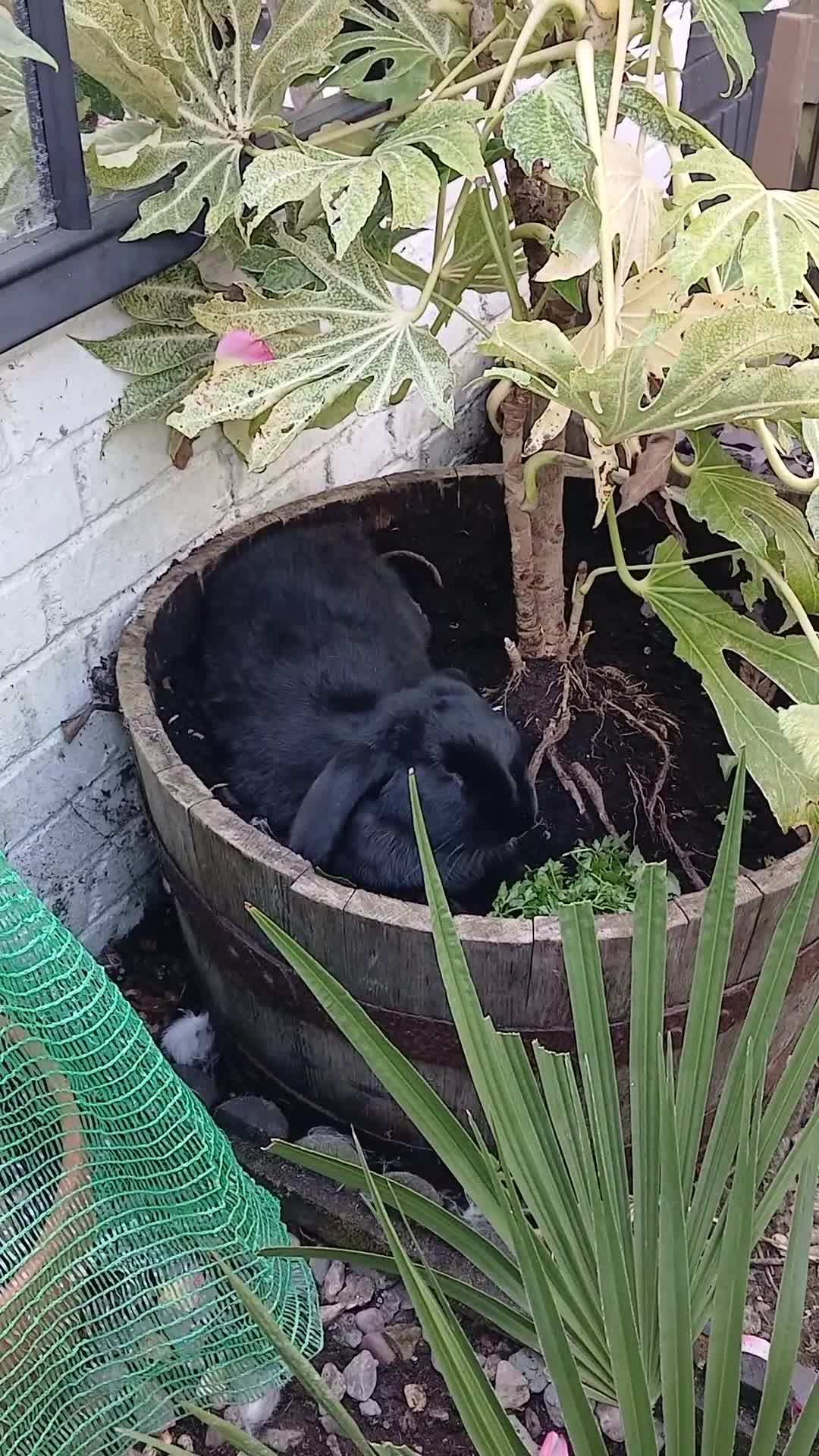 British Giant rabbits for sale: Black 3 month female giant french lop - Video 1