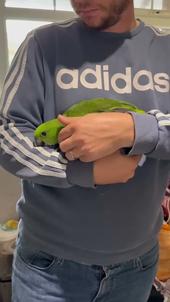 Parrots birds for sale: Baby hand reared Amazon parrot  - Video 2