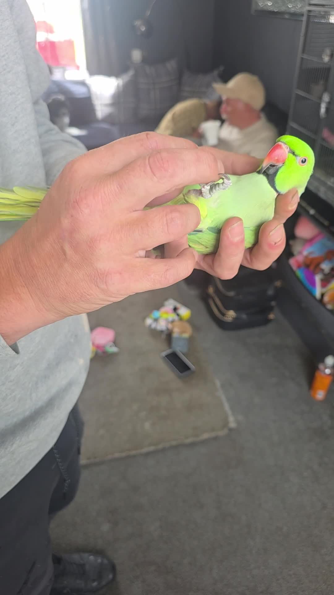 Ringnecks birds for sale: Ringneck  - Video 2