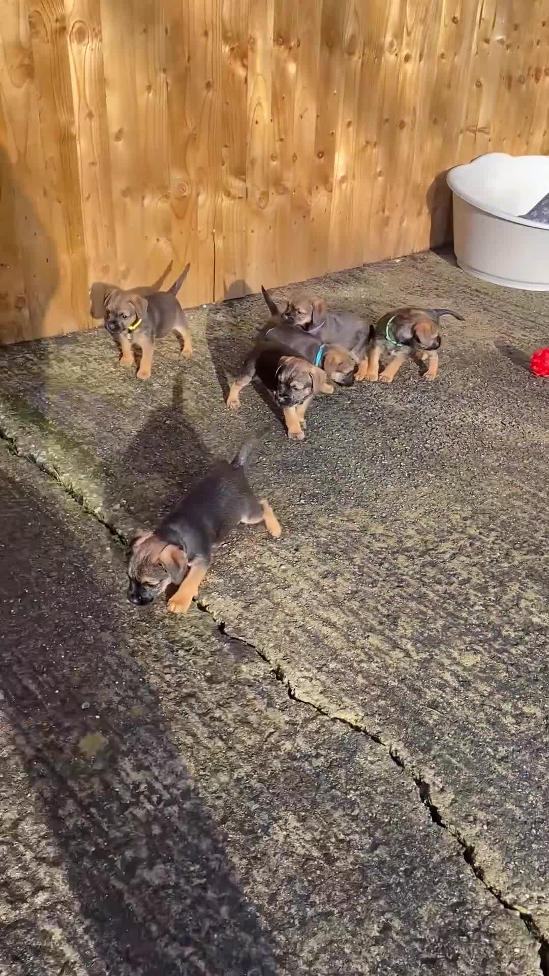 Border Terrier dogs for sale: ⭐️BORDER TERRIER PUPPIES  - Video 3