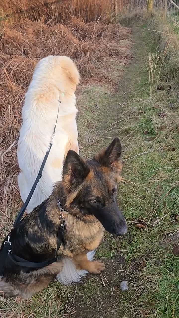 Mixed Breed dogs for sale: Rare Highland Sheppard Puppies Alabai Cross  - Video 1