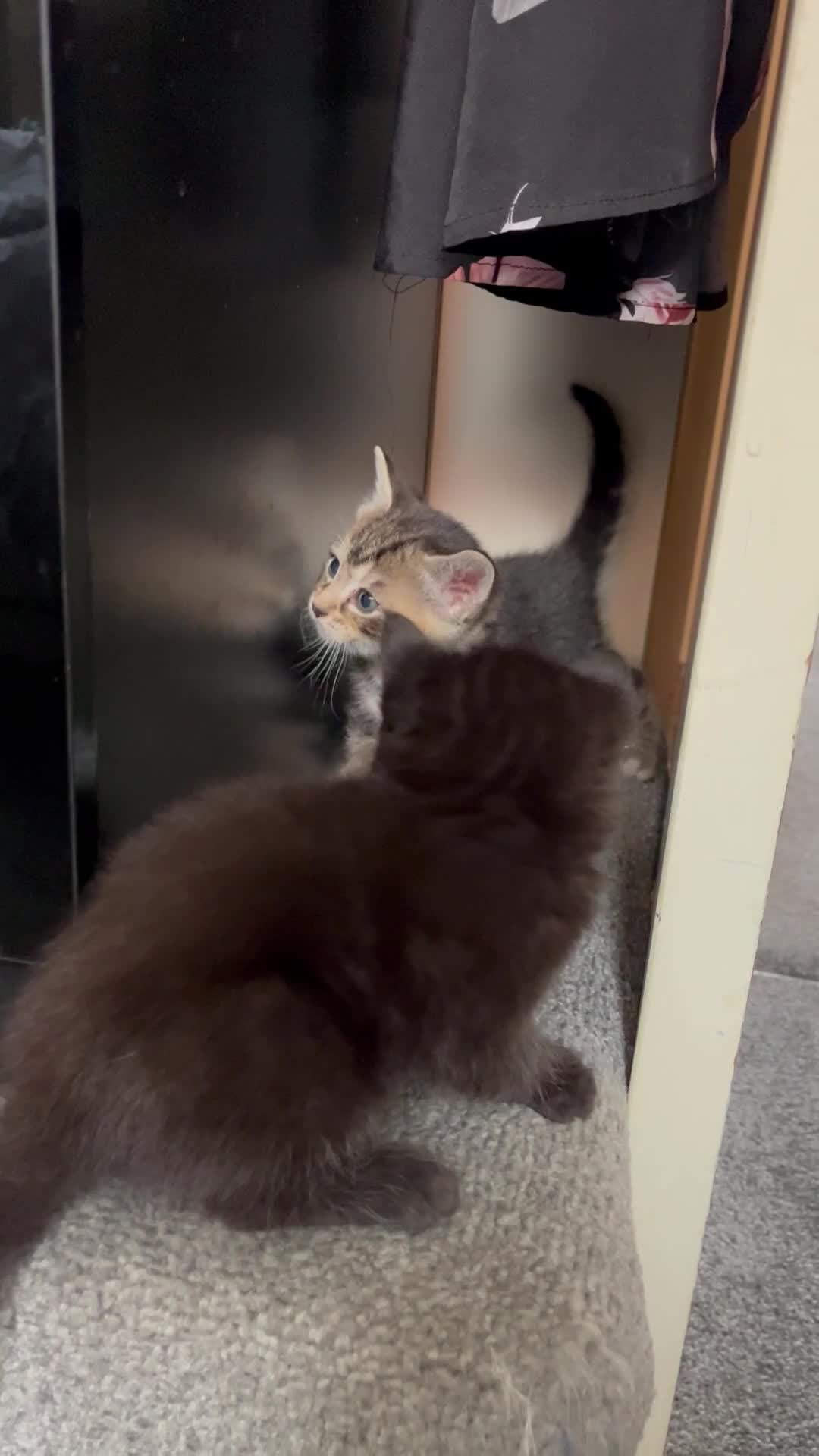 American Wirehair cats for sale: American wirehair/Long hair kittens for sale  - Video 4