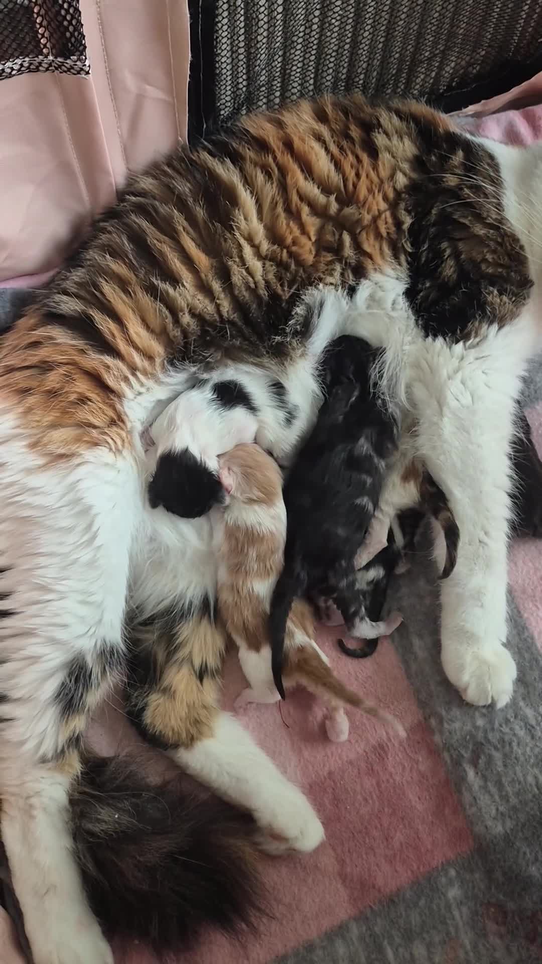 Maine Coon cats for sale: Maine coon baby floofs in Ivybridge - Video 1
