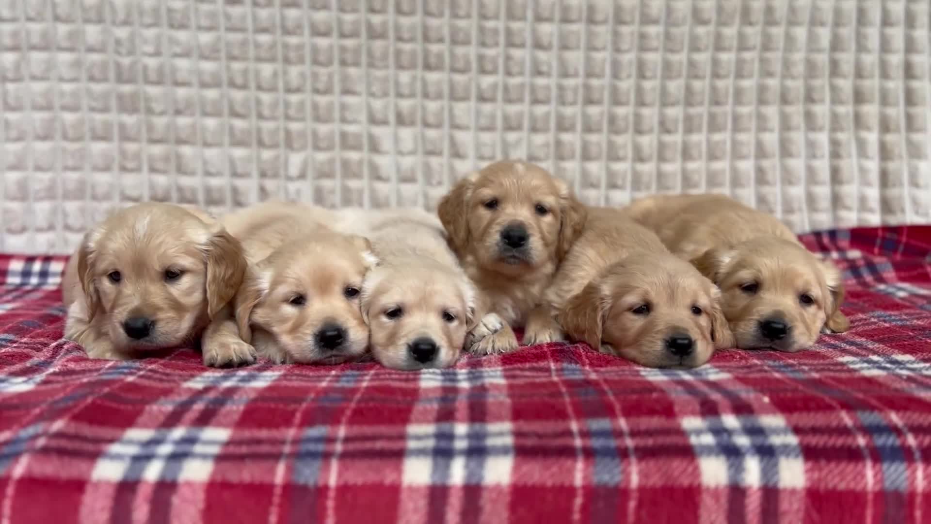Golden Retriever dogs for sale: GORGEOUS GOLDEN RETRIEVER PUPPIES  in Carmarthen - Video 3