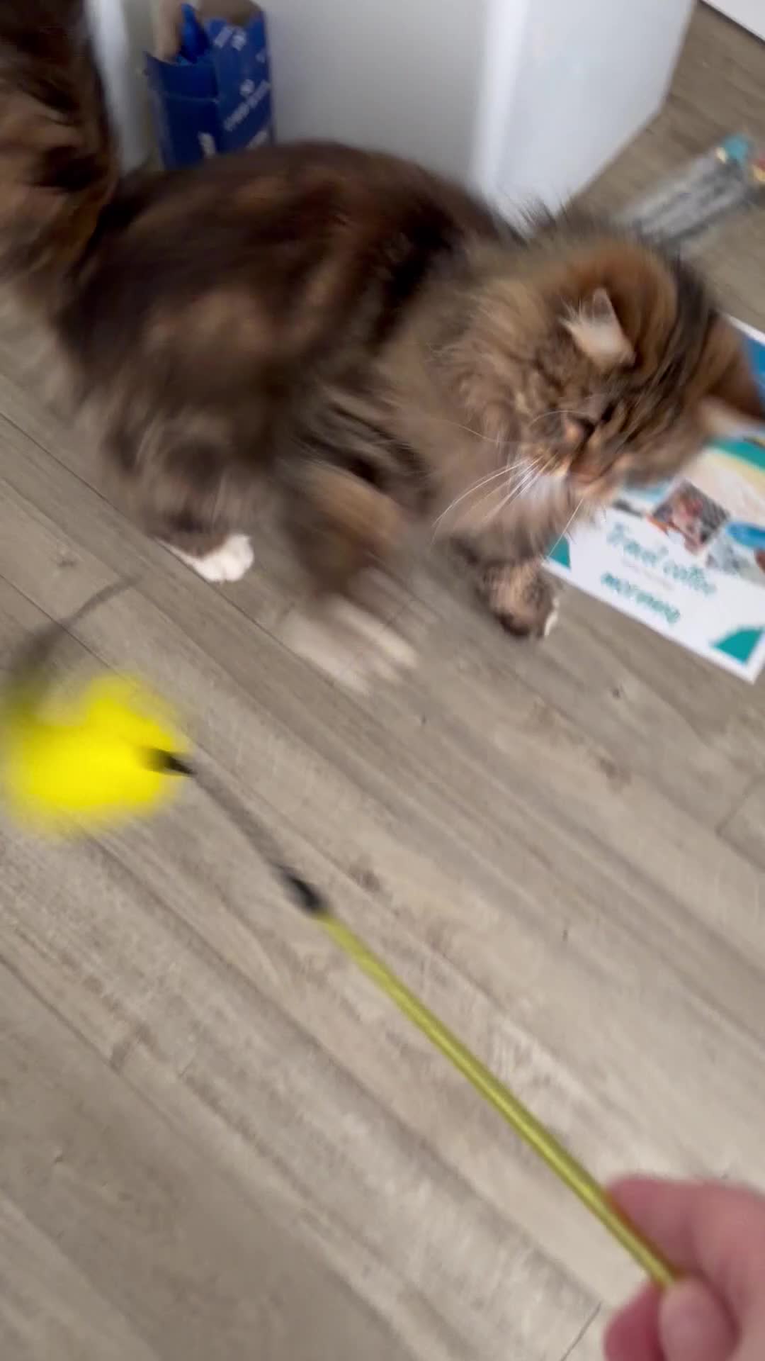 Siberian cats for sale: Retired show queen - Video 1