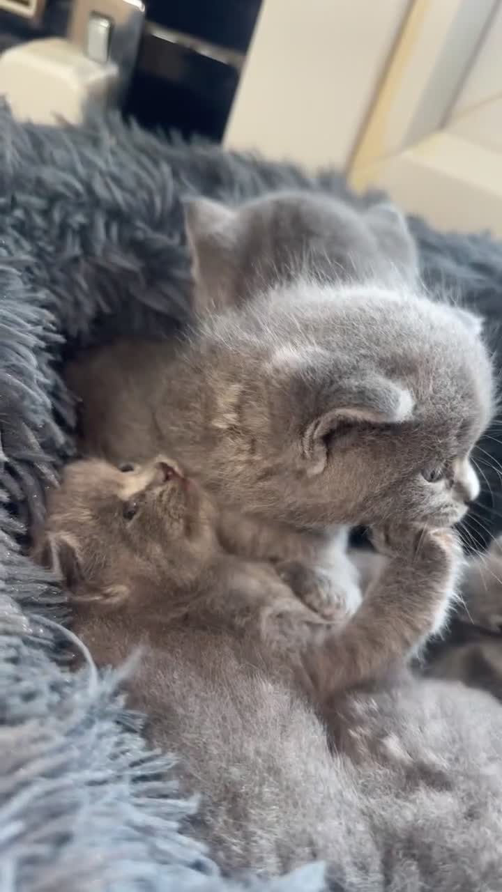 British Shorthair cats for sale: 5 remarkable British shorthairs  - Video 3