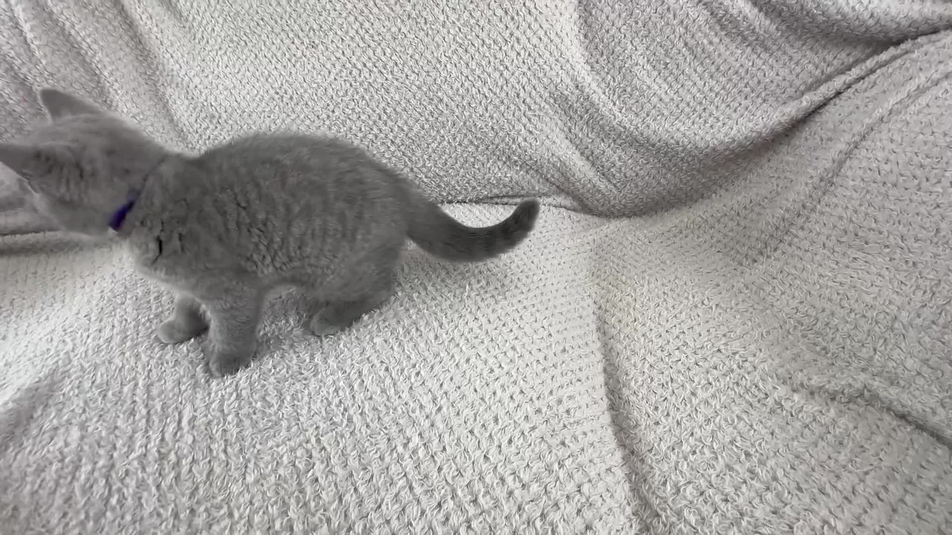 British Shorthair cats for sale: READY NOW 😻Pedigree BSH with perks in Swindon - Video 4
