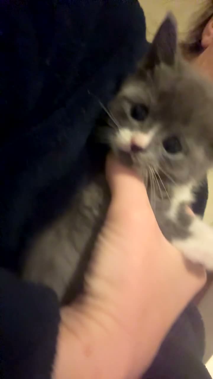 British Shorthair cats for sale: Stunning BsH X kittens ready now ❤️  - Video 2