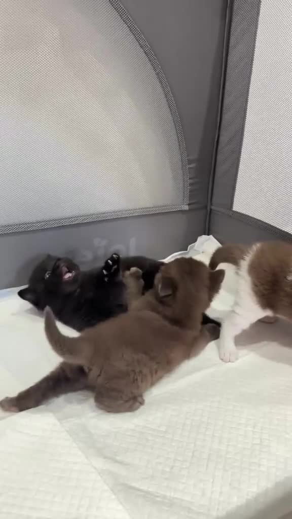 British Shorthair cats for sale: 2 female GCCF British short hair kittens - Video 1