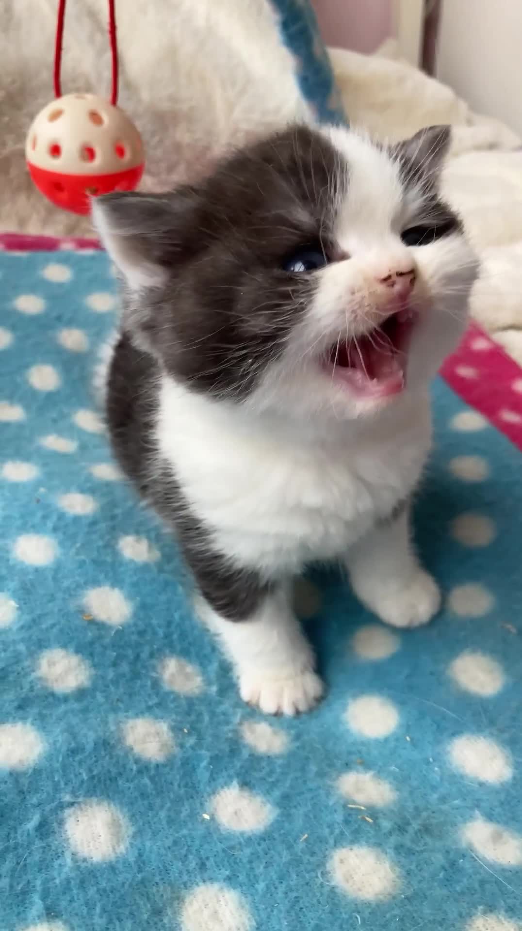 British Shorthair cats for sale: Gorgeous British Shorthair boys - TICA Reg - Video 1