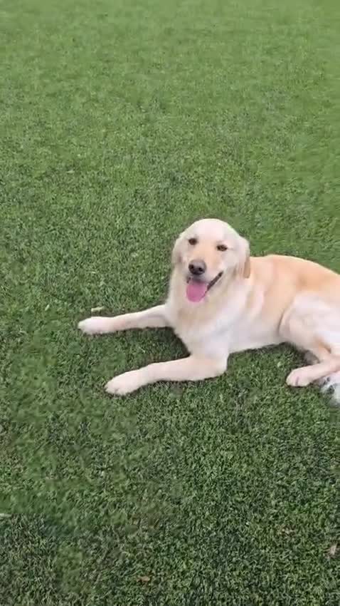 Golden Retriever dogs for sale: Meet 2 Yr old Arlo KC Registered Golden Retriever - Video 2