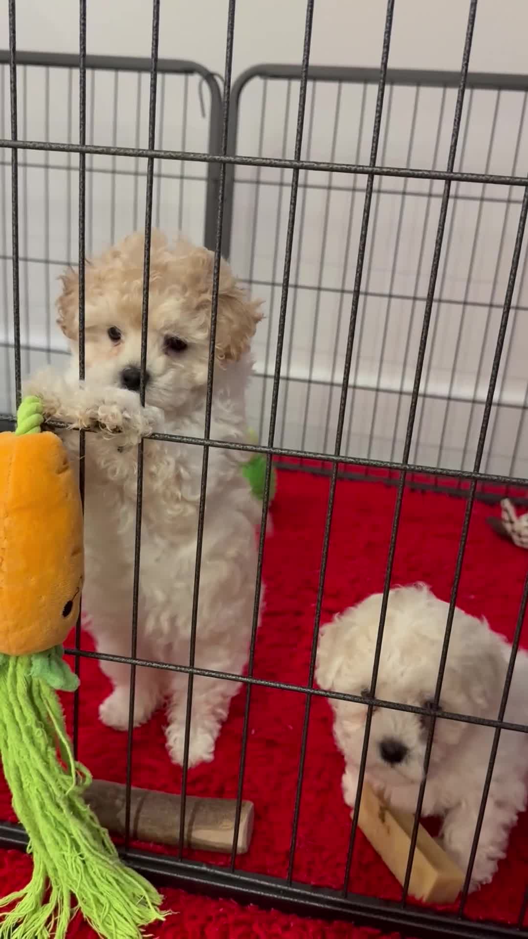 Maltipoo dogs for sale: Maltipoo puppies 🩷 - Video 4
