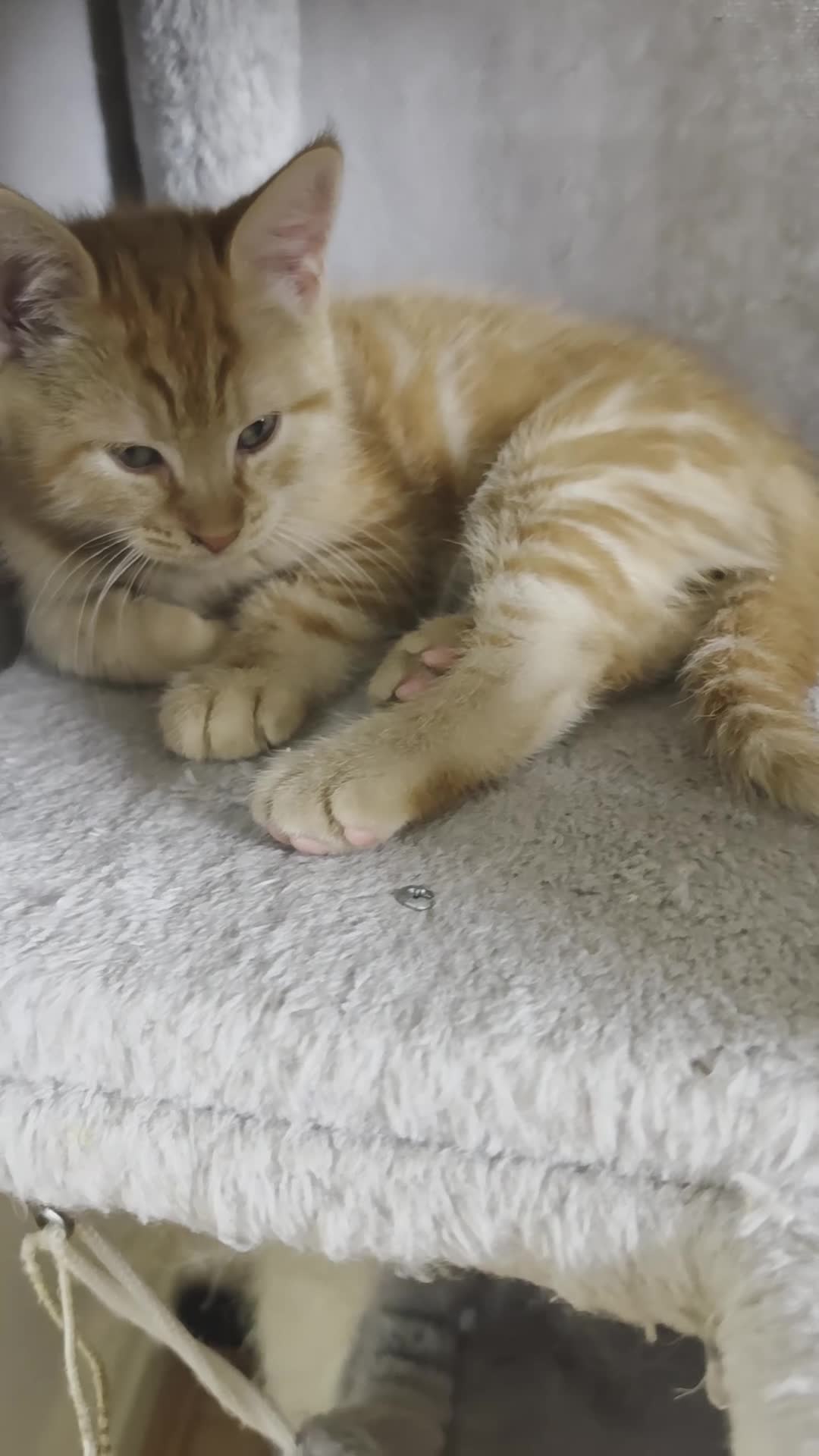 Ragdoll cats for sale: Beautiful ragdoll X - Video 4