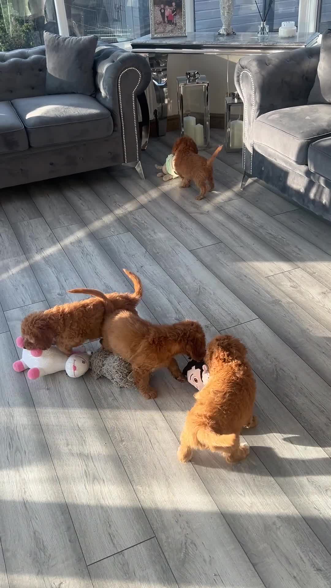 Cockapoo dogs for sale: F1 golden cockapoo puppies  - Video 4