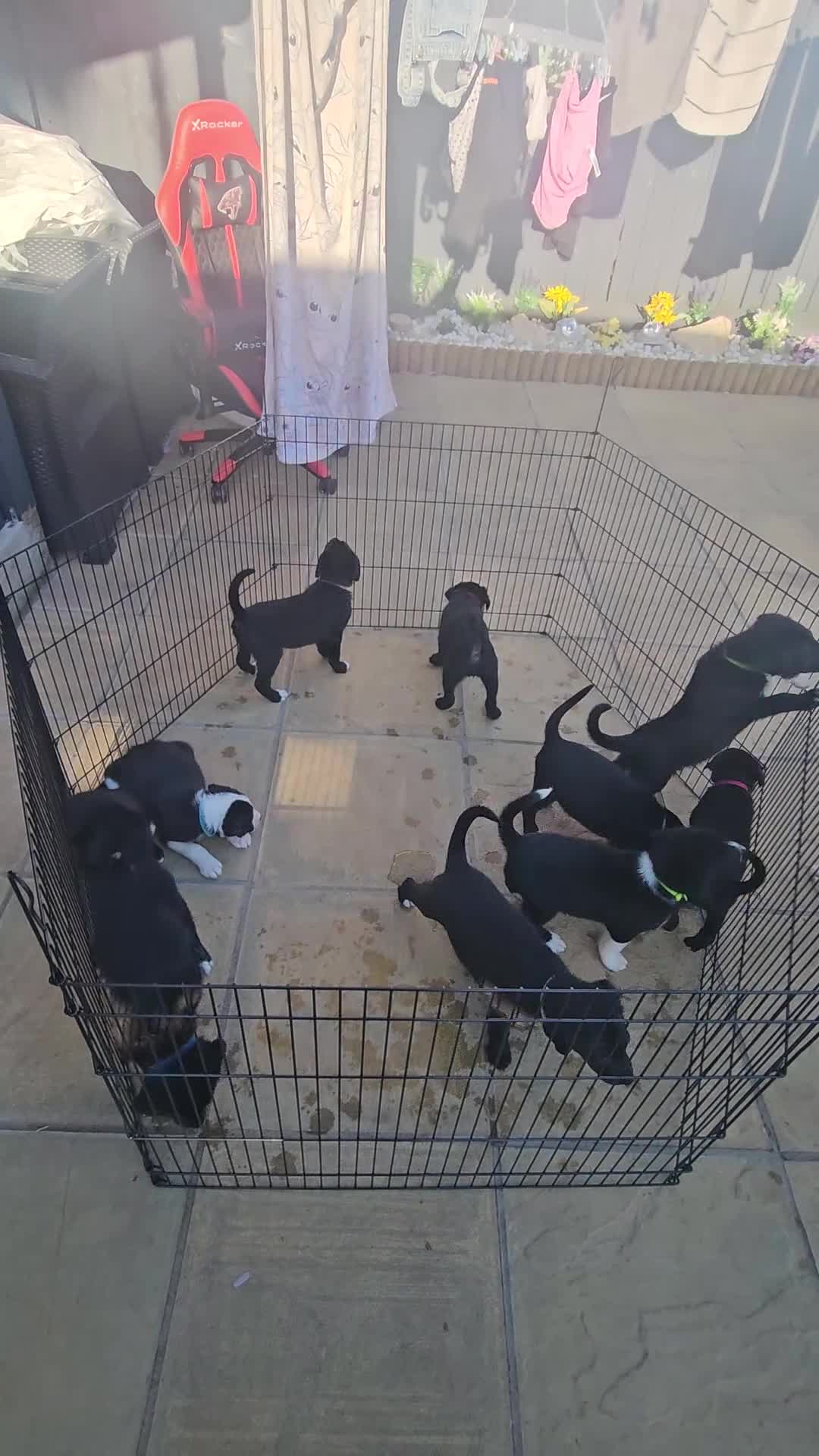 Mixed Breed dogs for sale: Last girl  labadoodle cross collie - Video 1