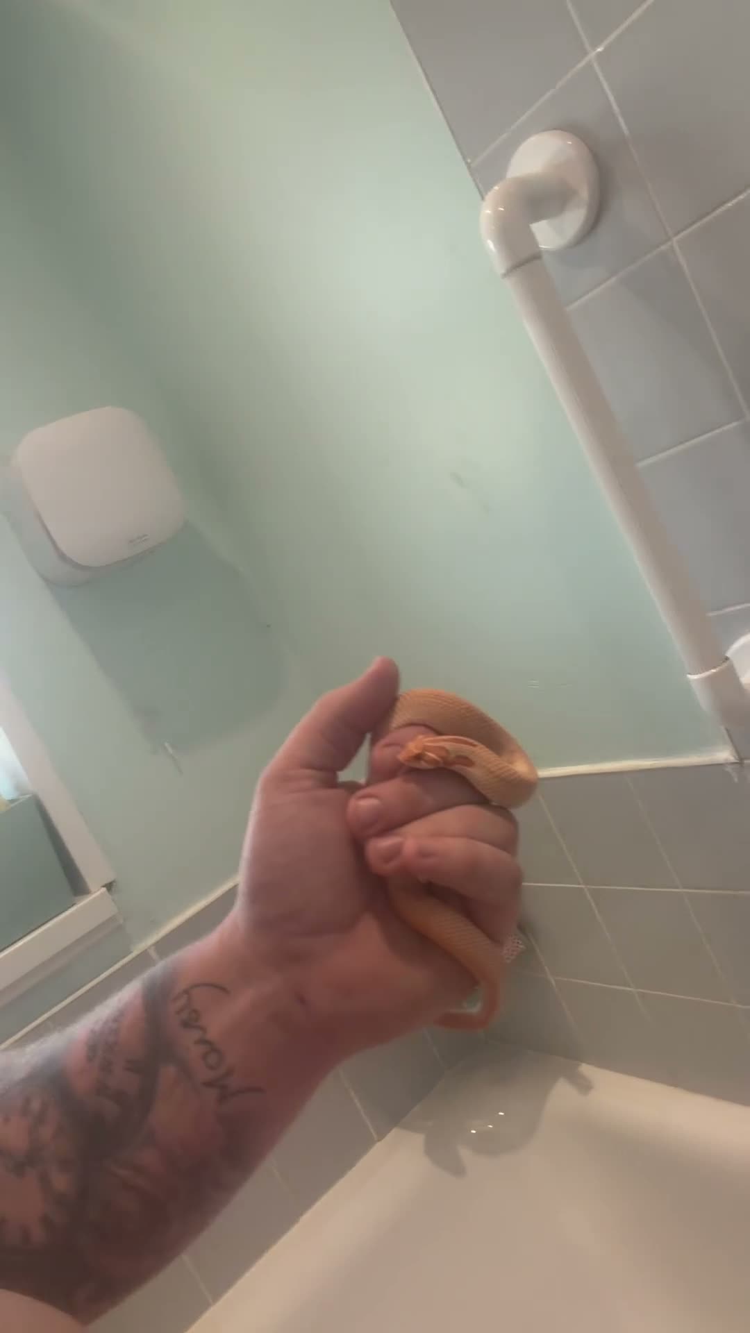Snake reptiles for sale: Hognose snake and set up  - Video 2