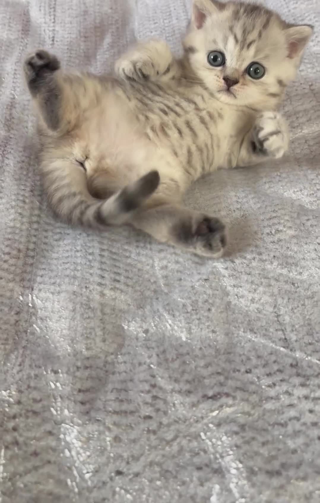 British Shorthair cats for sale: British Shorthair Tabby Female-Champion Heritage🐾 - Video 2