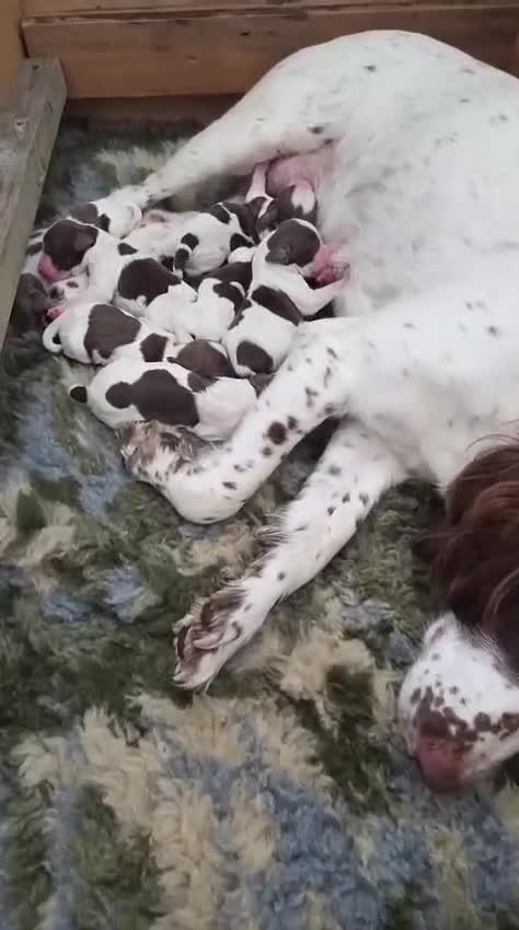 Sprocker dogs for sale: Beautiful littler of L&W sprocker puppies  in Lostwithiel - Video 1