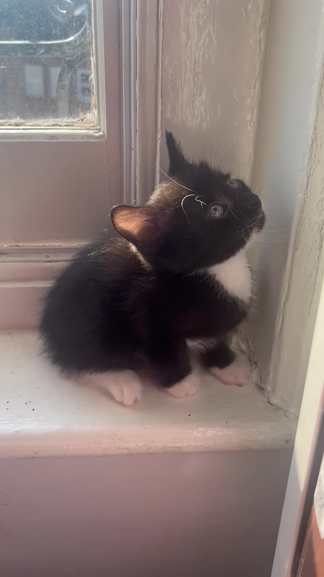 Mixed Breed cats for sale: Adorable 5 Kittens Looking for Forever Homes 🐾 - Video 2