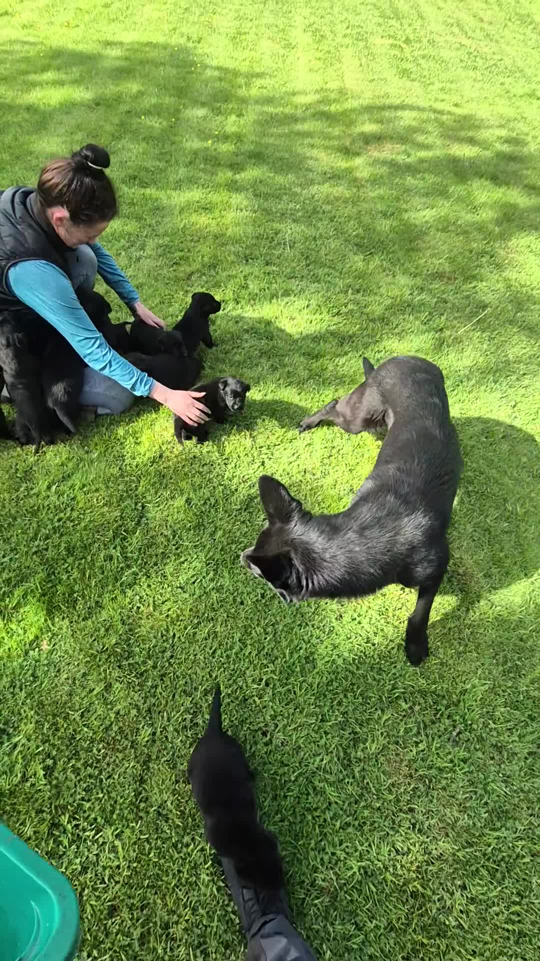 Sheprador dogs for sale: Sheprador puppys - Video 1