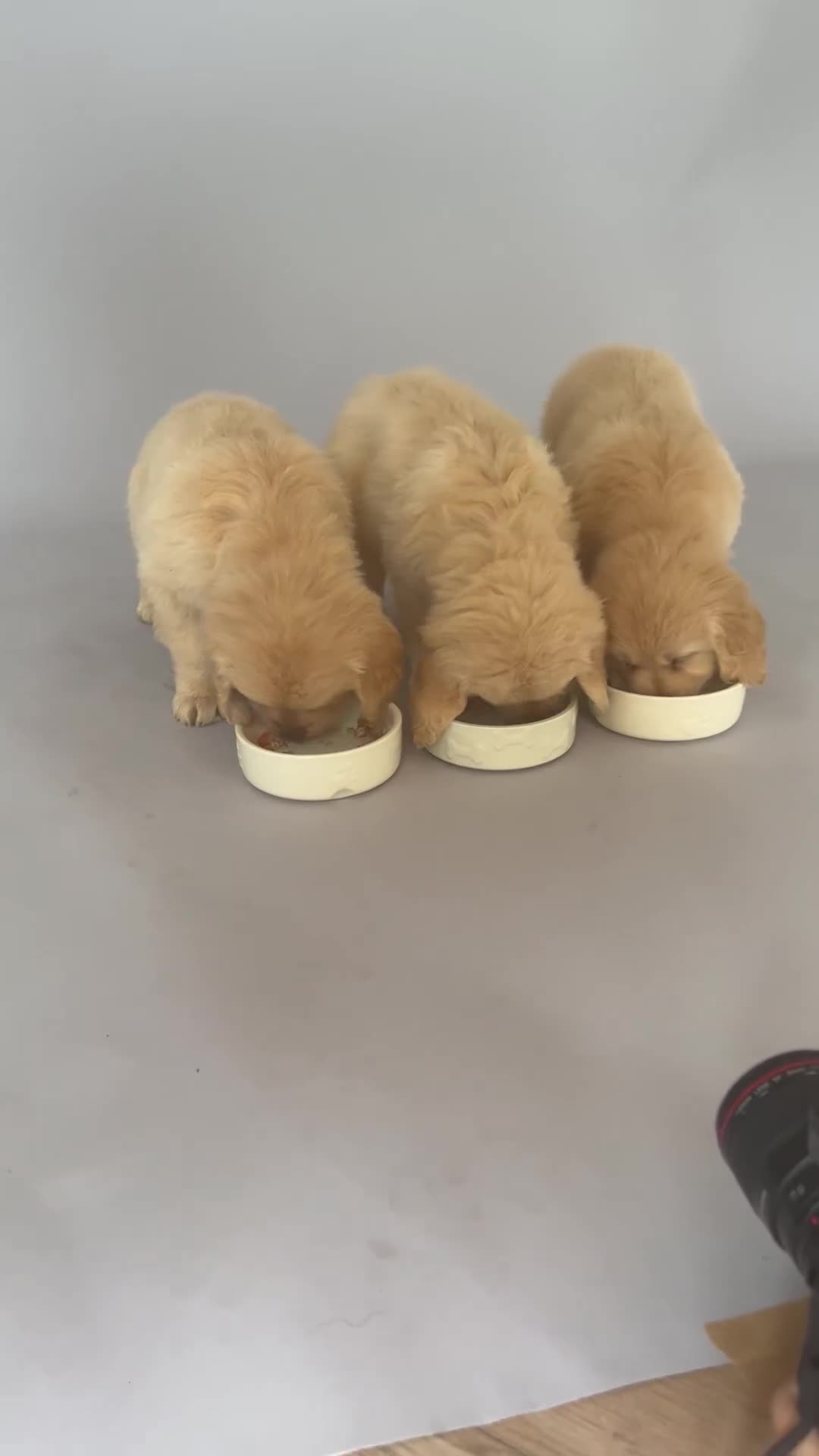 Golden Retriever dogs for sale: Fully health tested parents - Video 2