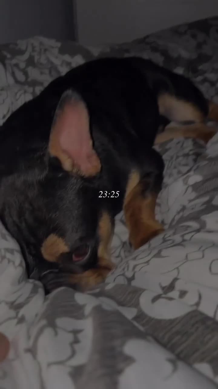 Mixed Breed dogs for sale: English x french Bulldog - Video 1