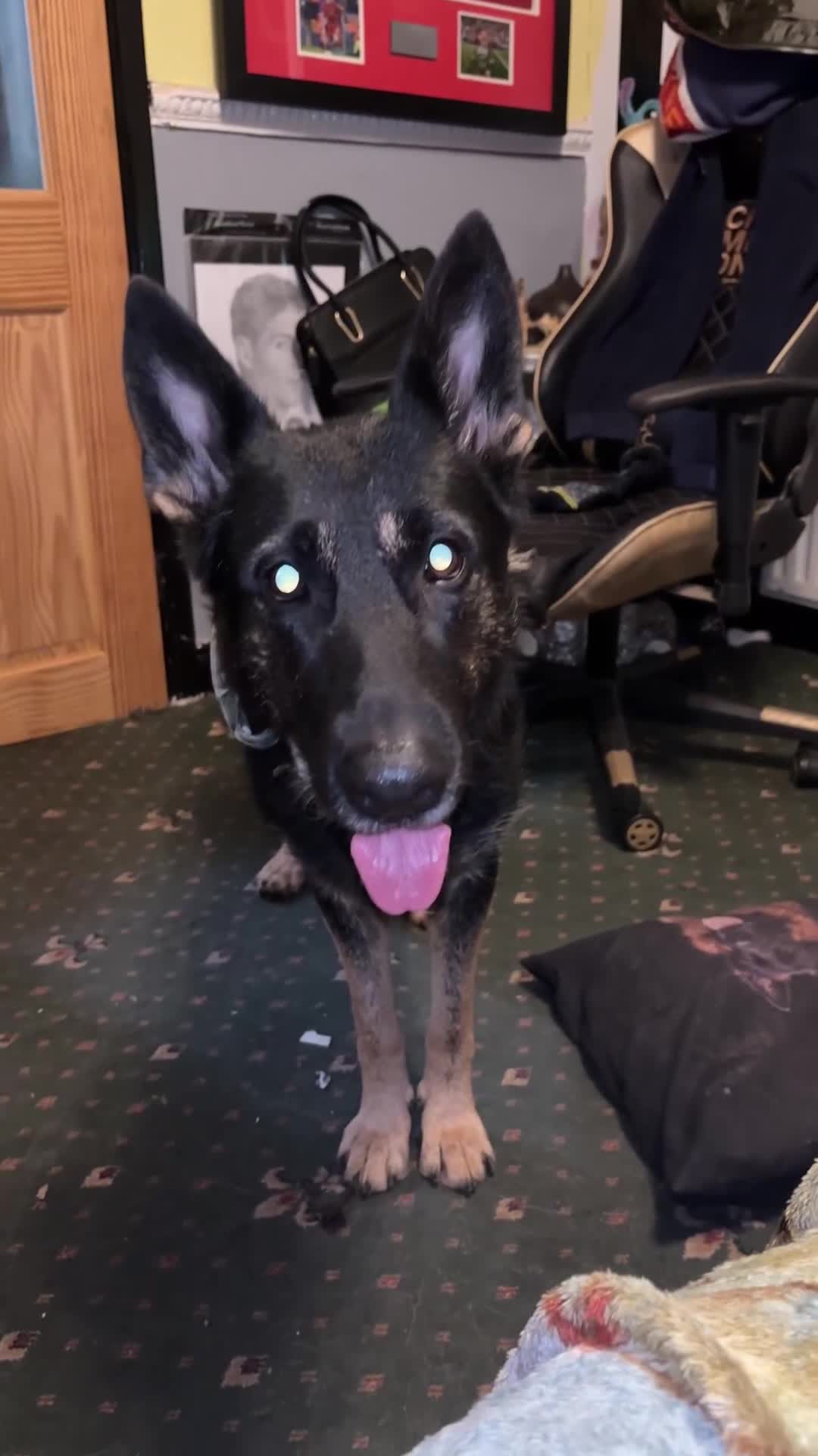 German Shepherd dogs for sale: German shepherd  - Video 1