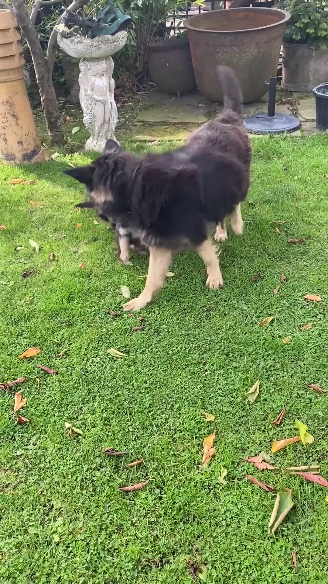 German Shepherd dogs for sale: Chunky Farm bred GSD pups ready now. - Video 1