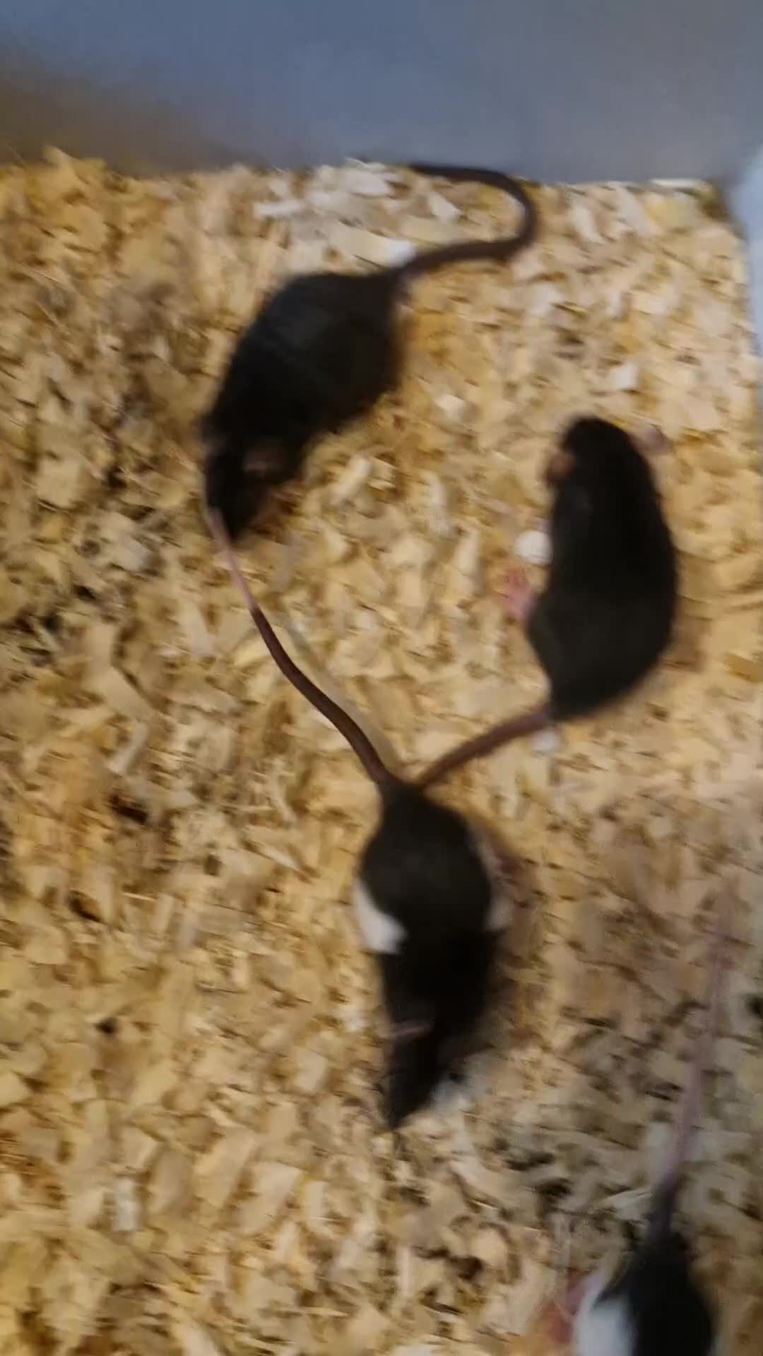 Rat rodents for sale: 6 beautiful Female Rats - Video 1