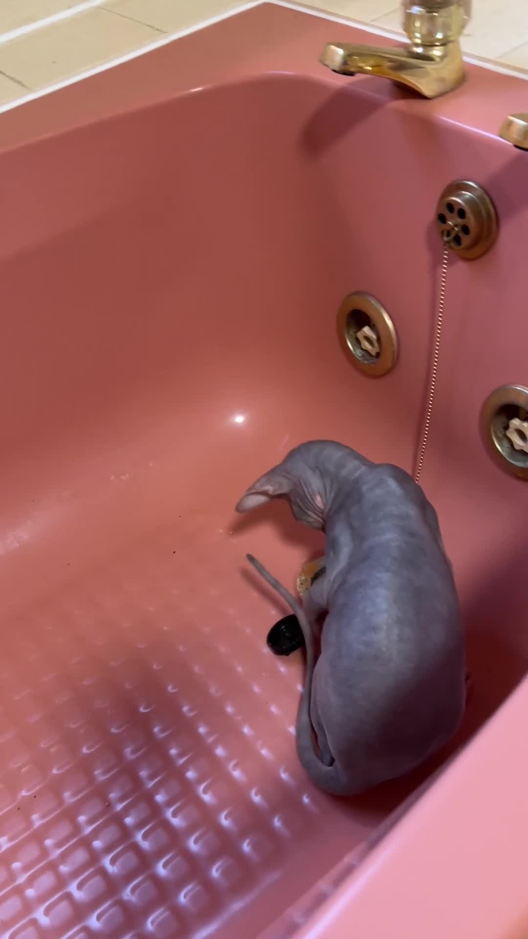 Sphynx cats for sale: Cleo is looking for a loving home  - Video 1
