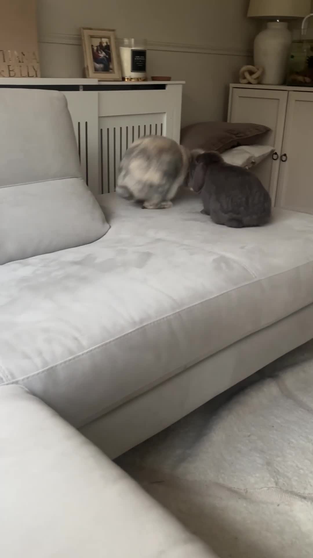 Mini Lop rabbits for sale: Bonded male and female rabbit for sale in Newton Aycliffe - Video 1