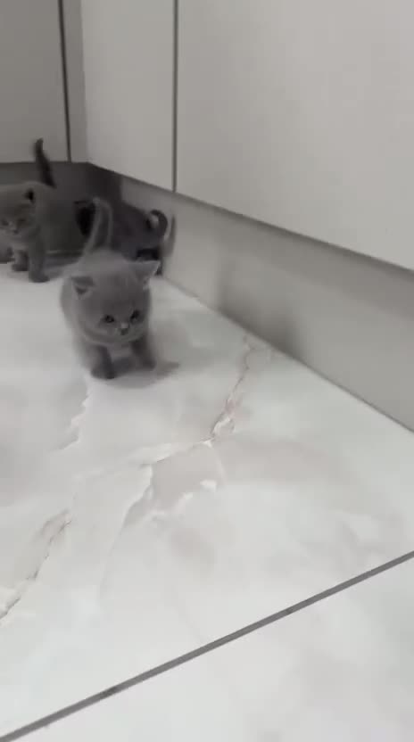 British Shorthair cats for sale: Cute British shorthair available! in Rotherham - Video 1