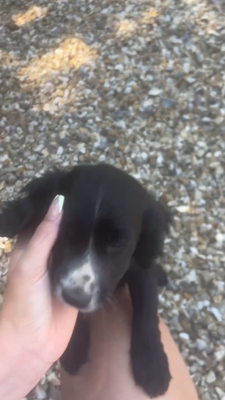 Cocker Spaniel dogs for sale: Cocker spaniel  - Video 1