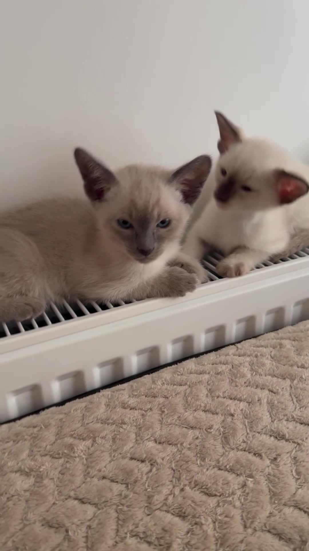 Siamese cats for sale: 3 adorable Siamese kittens 😻 - Video 1