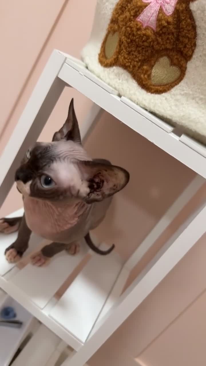 Sphynx cats for sale: 1 dwarf sphynx & 1 normal Sphynx females - Video 4