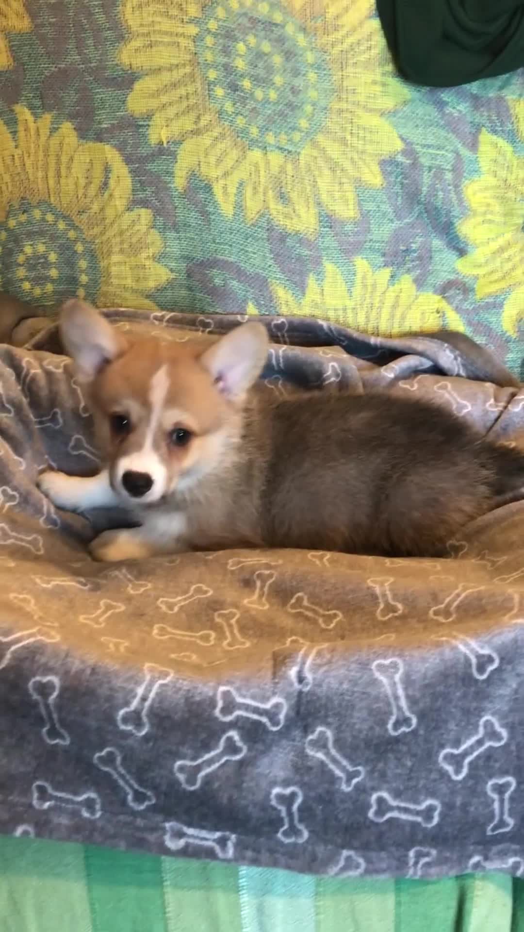 Welsh Corgi Pembroke dogs for sale: Pembroke Corgi  - Video 3