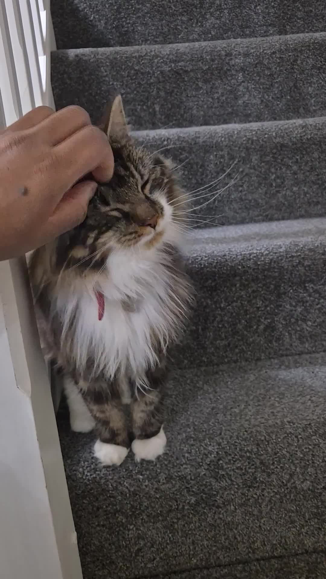 Mixed Breed cats for sale: Friendly Mixed-Breed Male Cat - Video 2