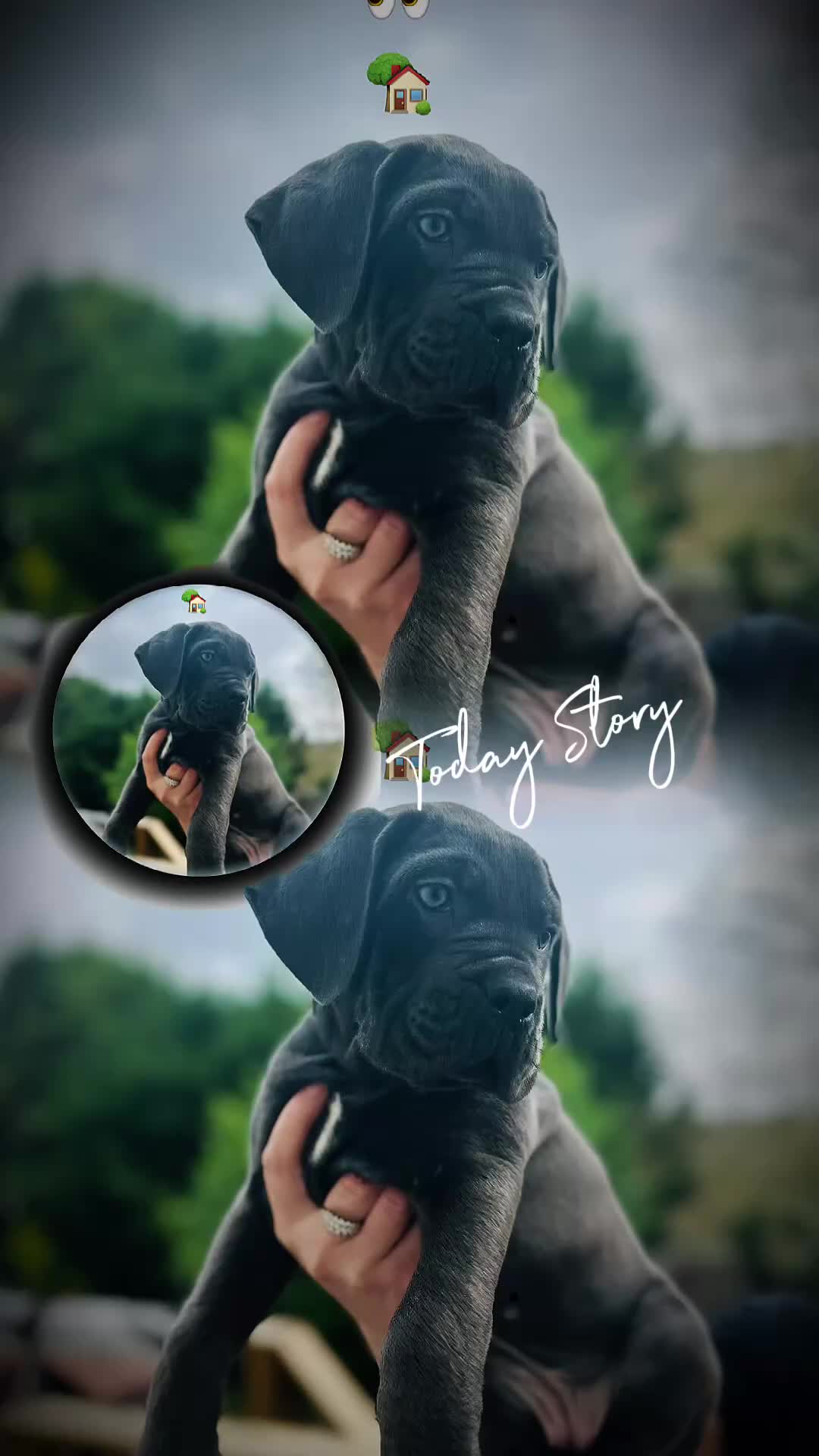 Cane Corso dogs for sale: Balestra Magica Corso IKC/FCI ❤️Last Girl Left❤️ - Video 1