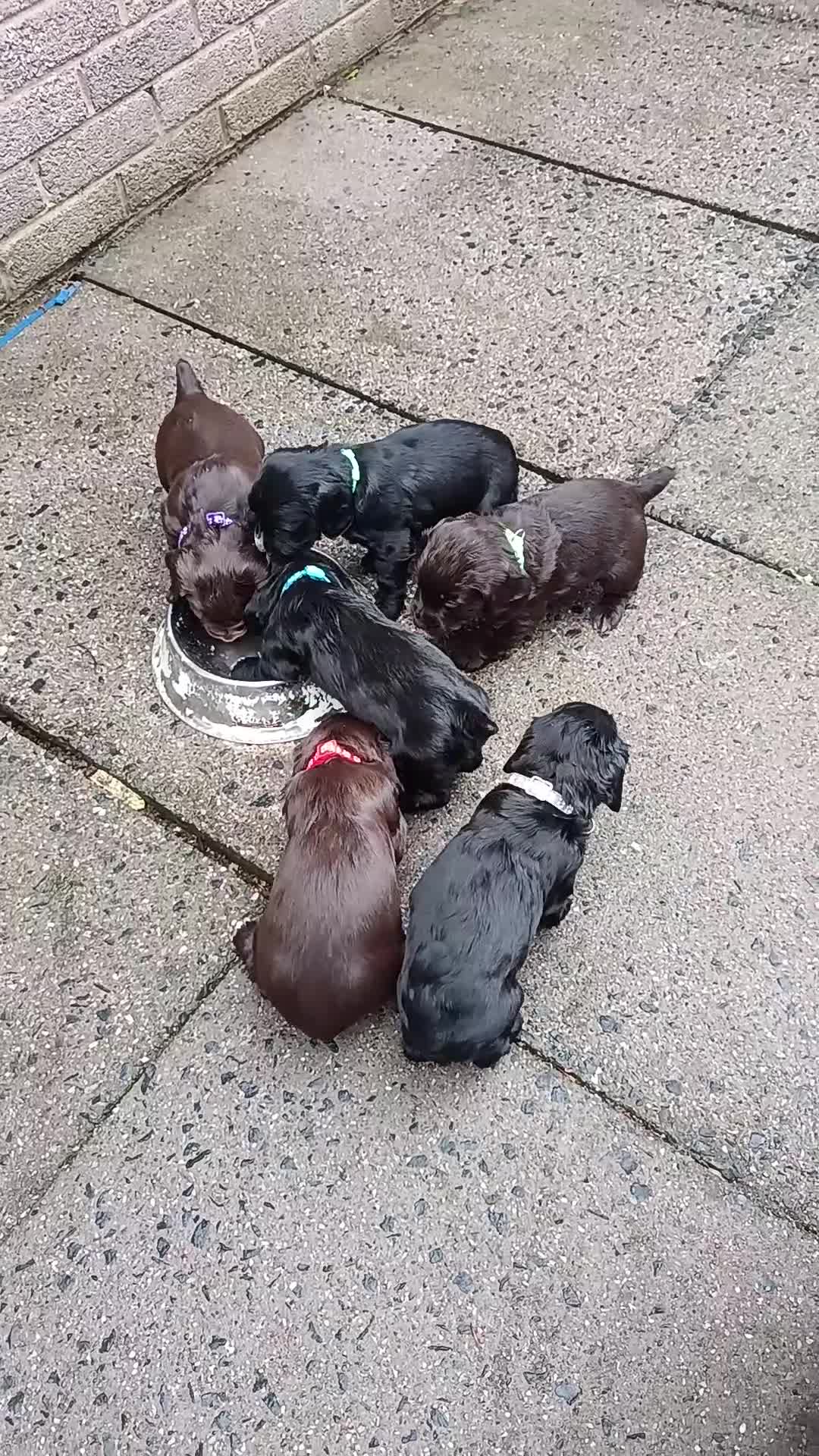 Cocker Spaniel dogs for sale: 1 DOCKED, KC REG. COCKER BOY READY TO LEAVE NOW!! - Video 2