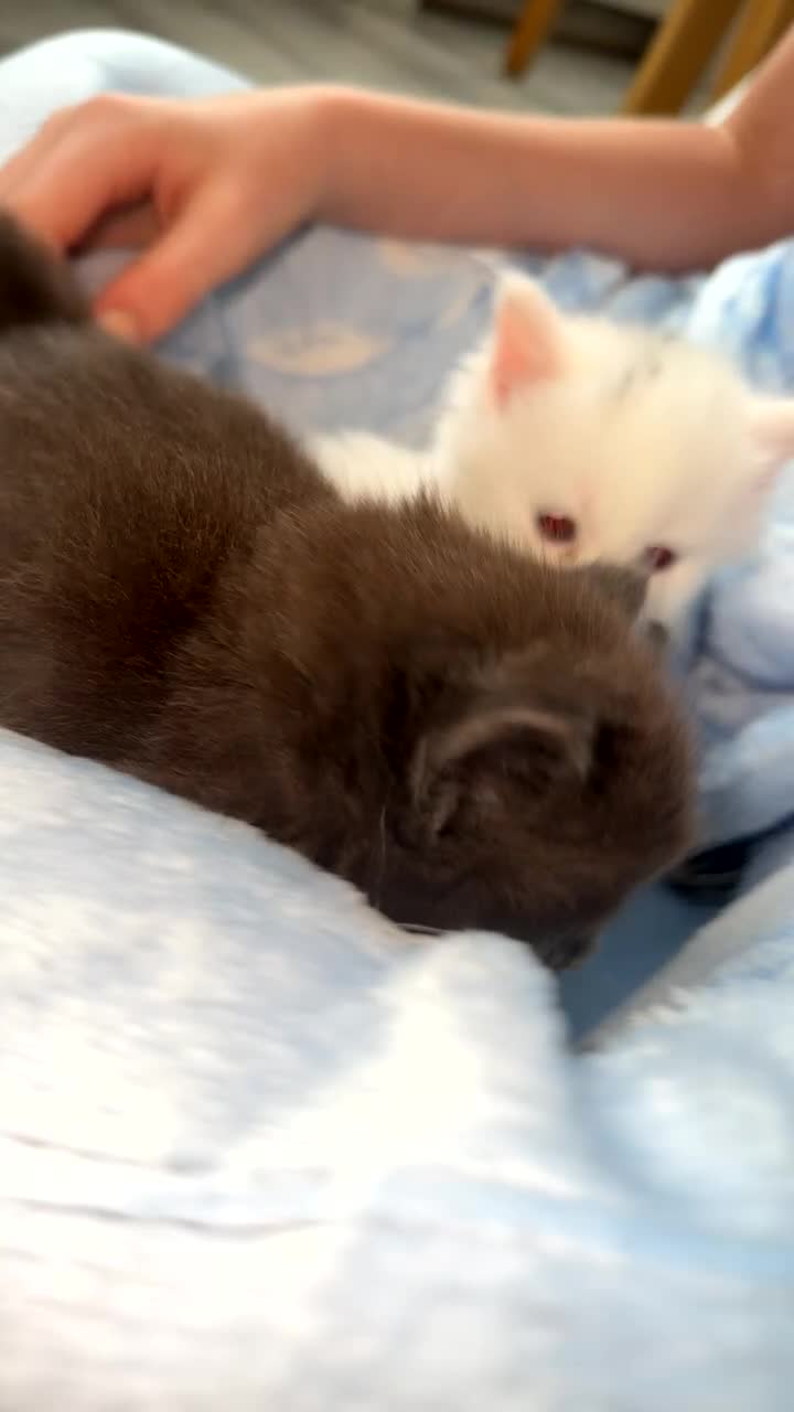 Mixed Breed cats for sale: Kittens  - Video 1