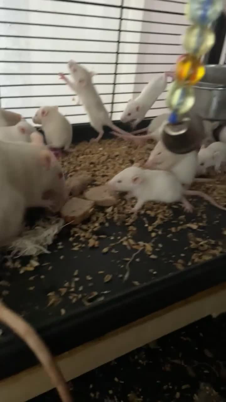Rat rodents for sale: Rat babies  - Video 1
