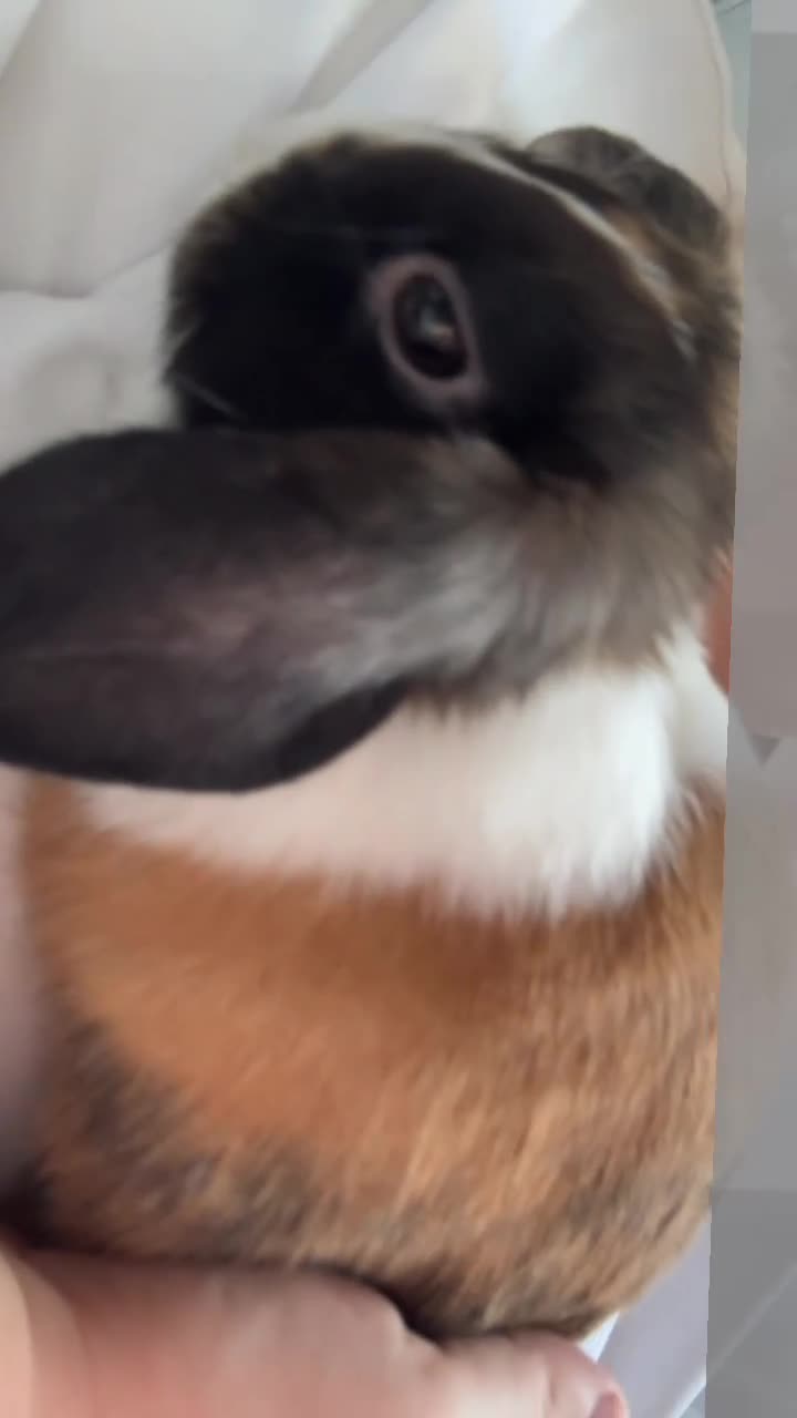 Tri Coloured Dutch rabbits for sale: Floppy  - Video 2