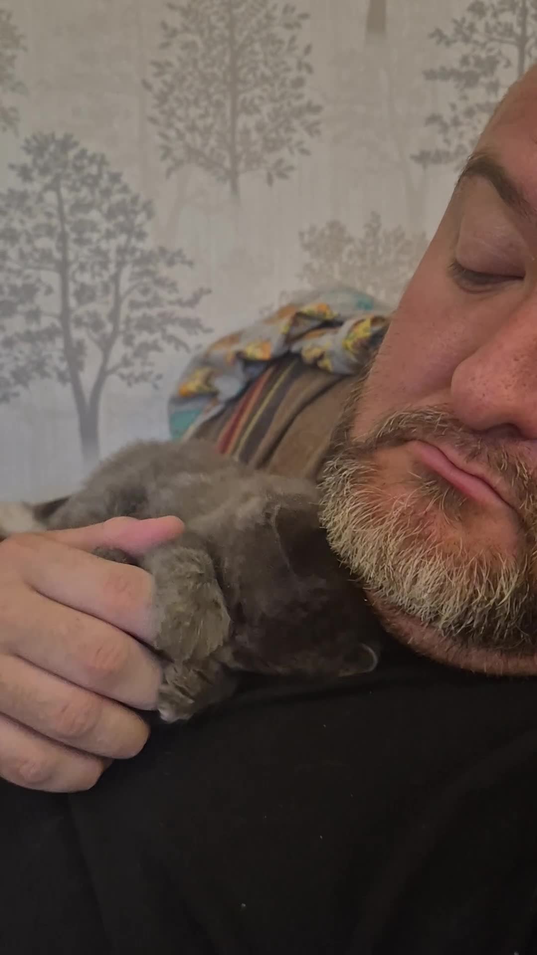 Mixed Breed cats for sale: Rare opportunity to have loving bottle fed Kittens in Melton Constable - Video 4