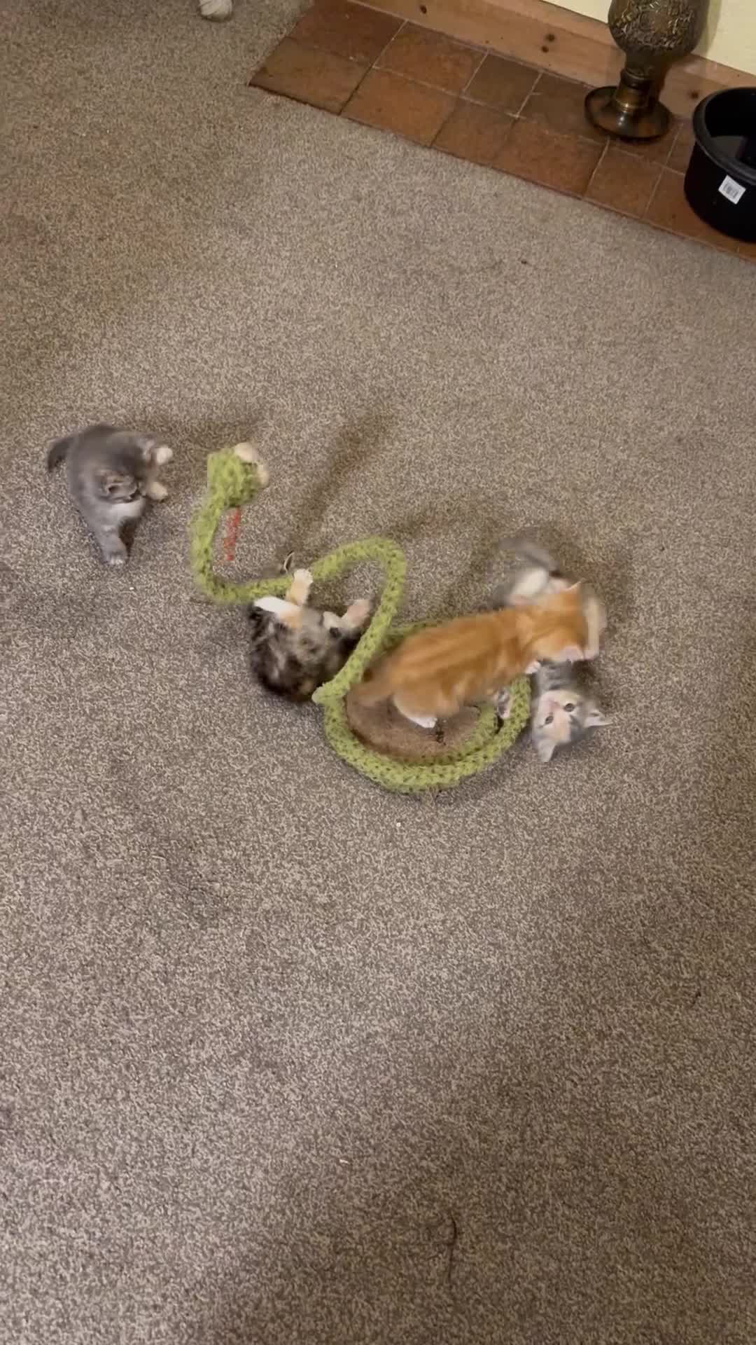 Persian cats for sale: Stunning half Exotic Persian kittens for sale.  - Video 1