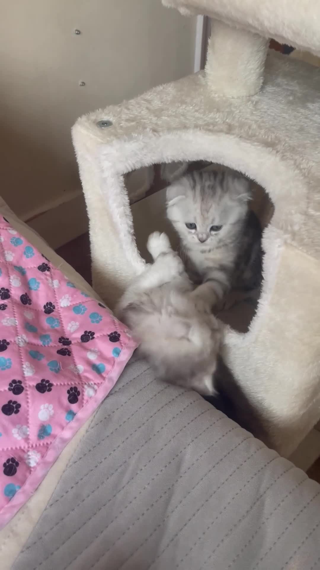 Scottish Fold cats for sale: Scottish Fold/Straight - Video 1