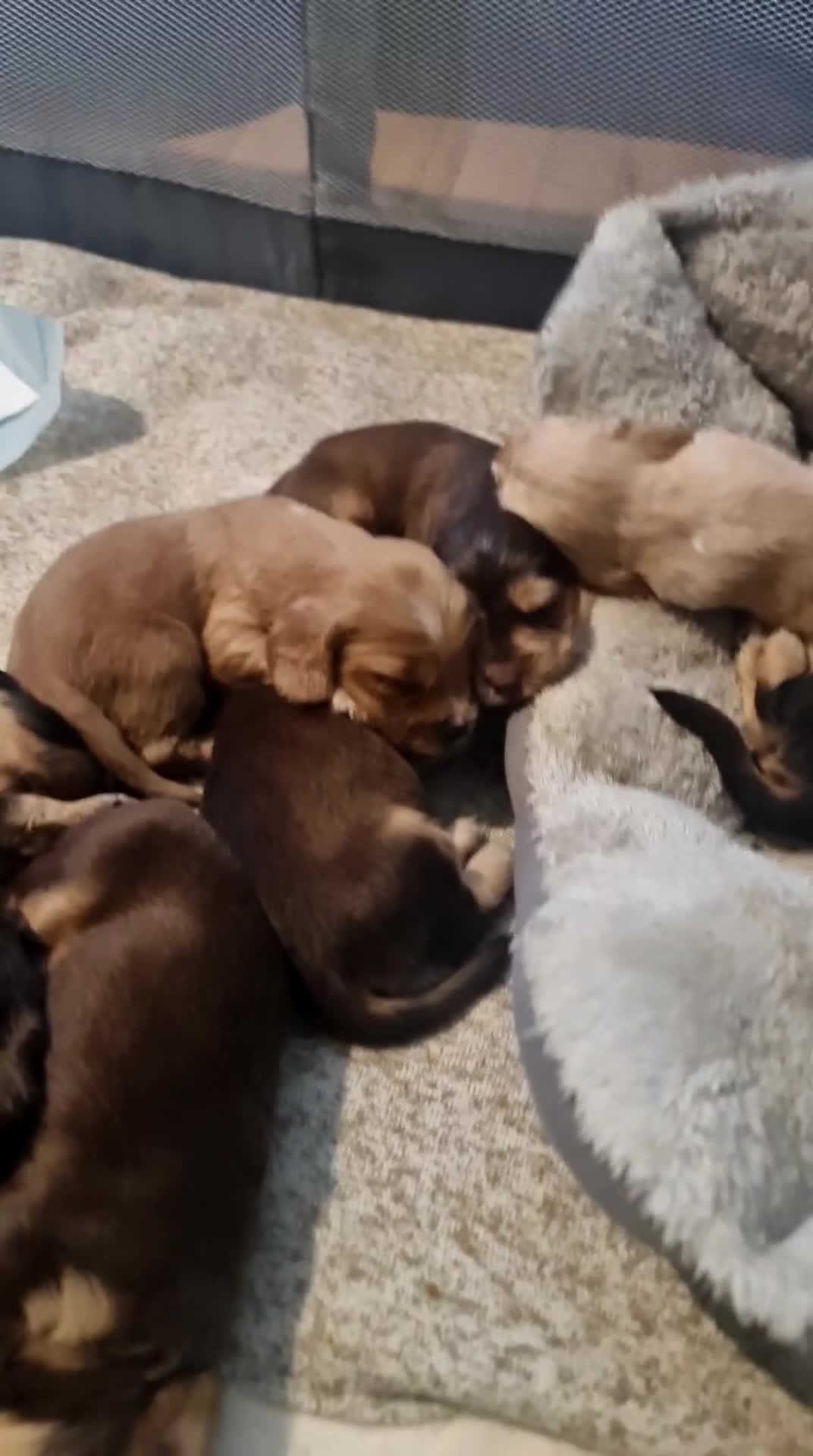 Cocker Spaniel dogs for sale: Beautiful cocker pups - Video 1