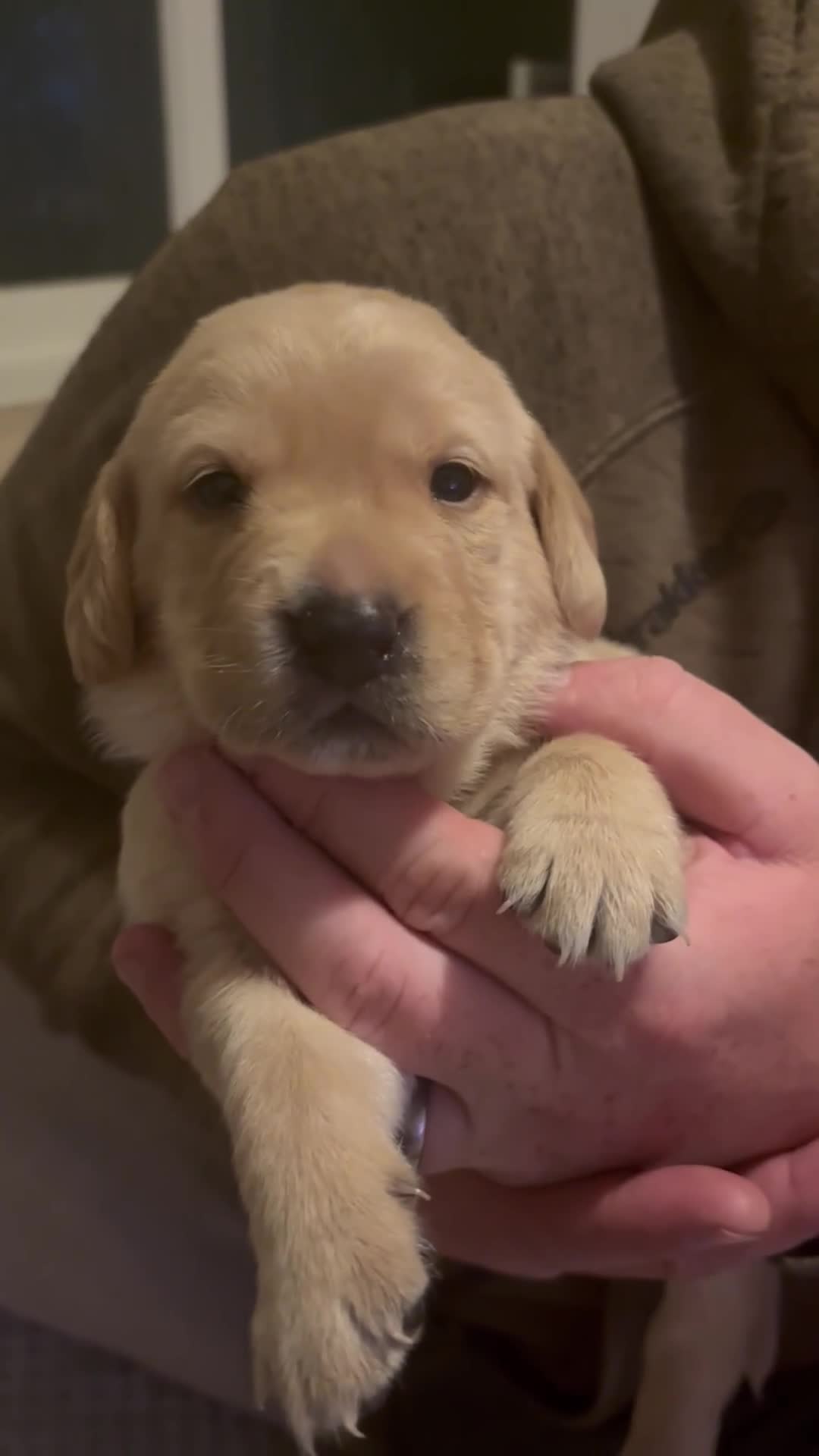 Springador dogs for sale: Labrador Puppies red/yellow health checked  - Video 2