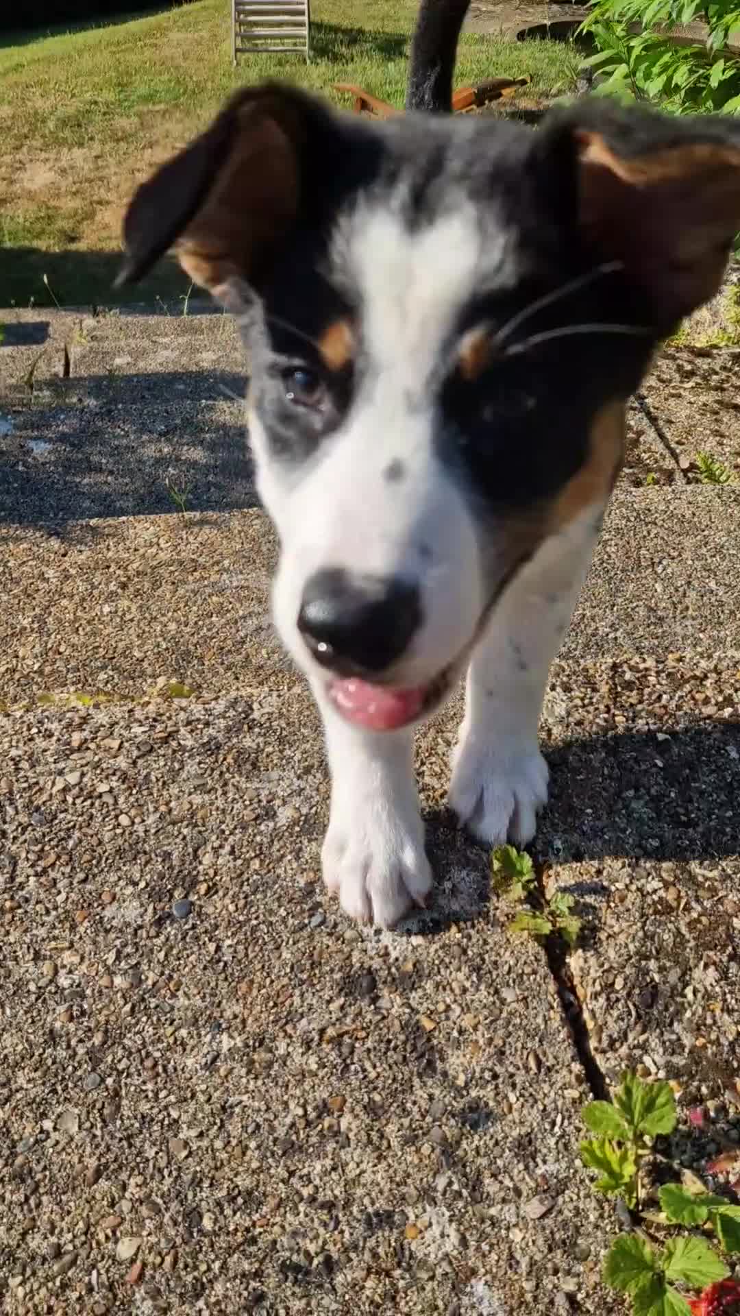 Mixed Breed dogs for sale: Beautiful & Intelligent Collie Mix Needs 4eva Home - Video 1