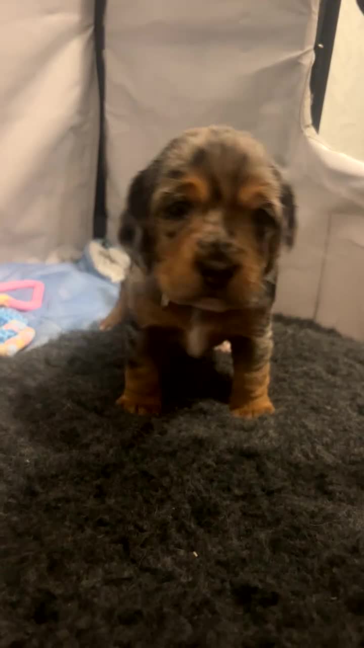 Mixed Breed dogs for sale: Beagle x cockapoo merle puppies - Video 1